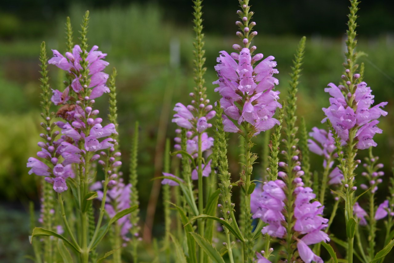 physostegia-virginiana-vivid