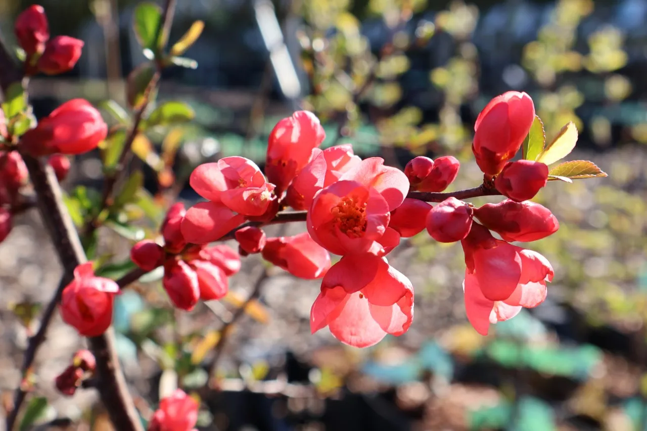 Chaenomeles x californica 'Tamara'