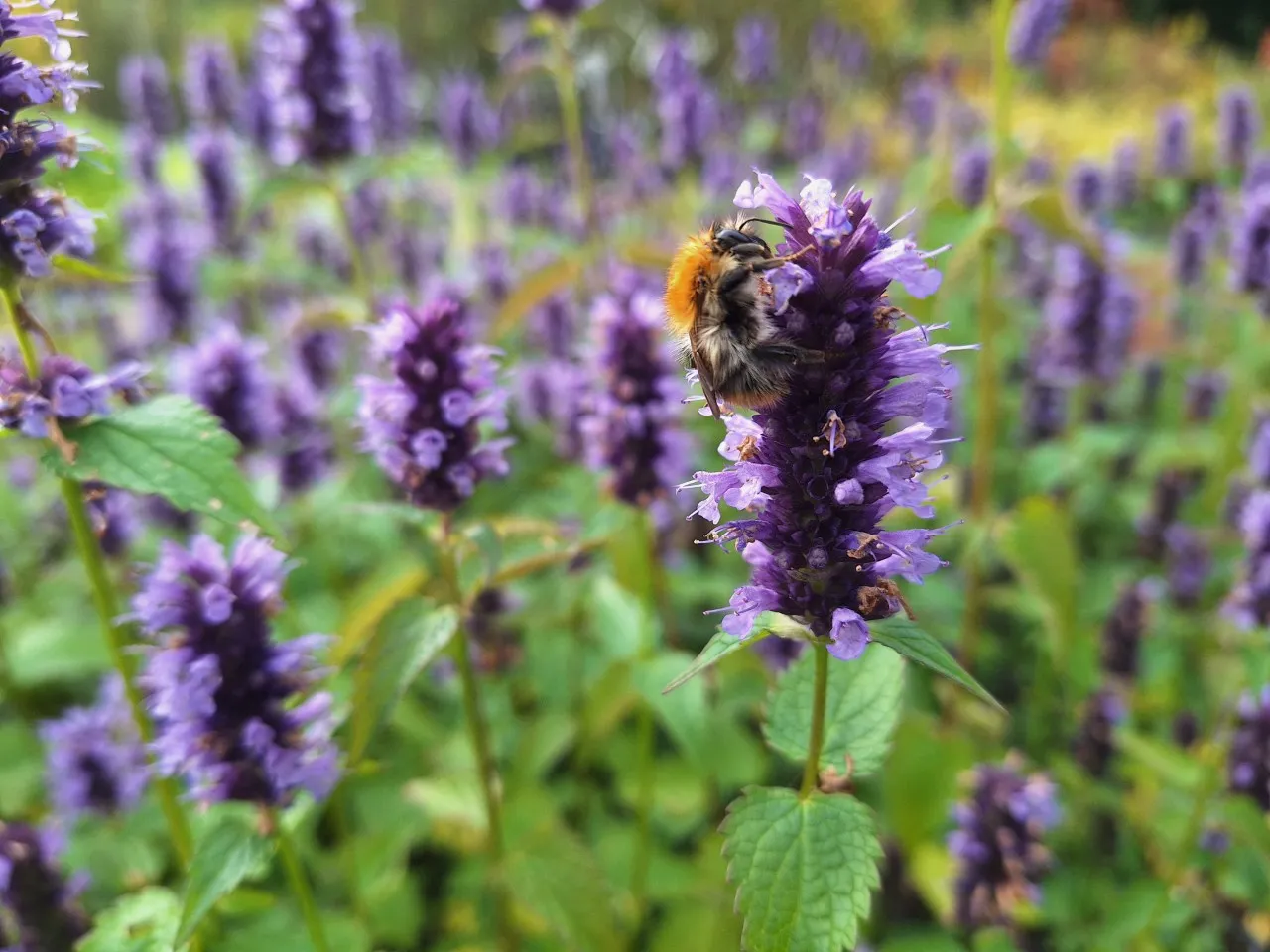 Agastache 'Black Adder' Agastache 'Black Adder'