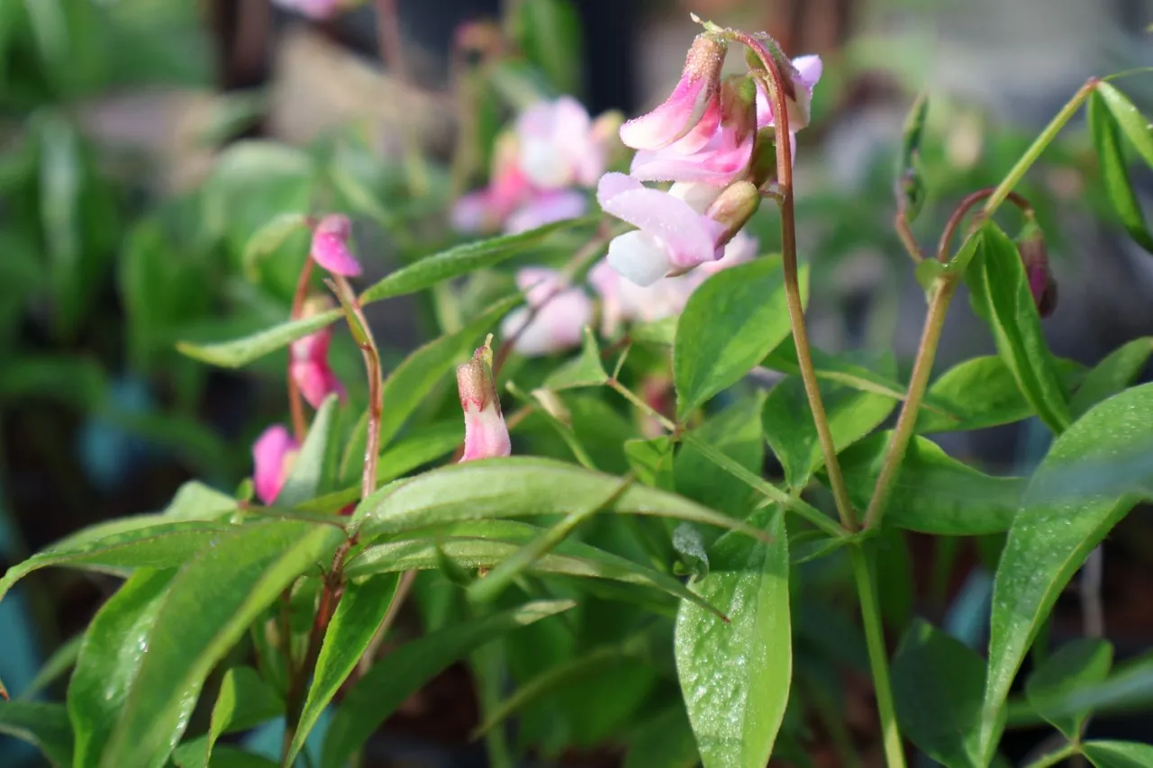 Lathyrus vernus 'Rosenelfe' : P9