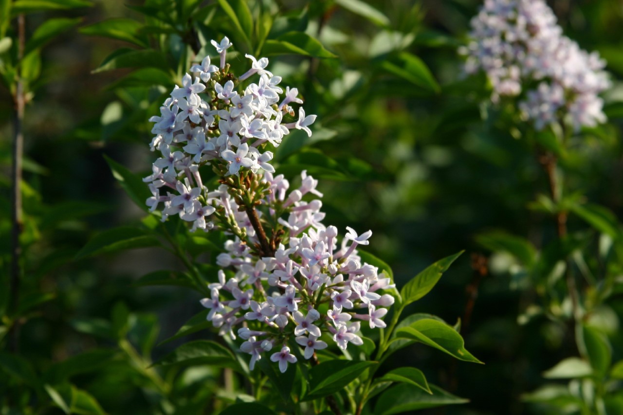 syringa-x-chinensis-alba