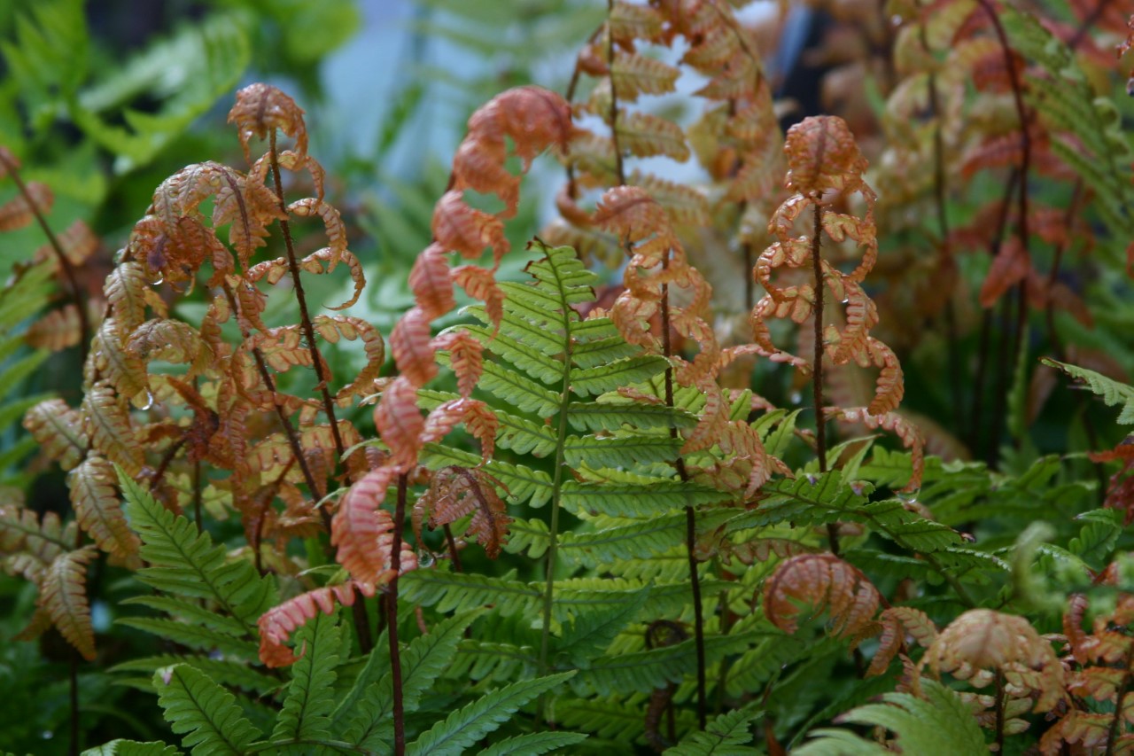 Dryopteris lepidopoda : C2