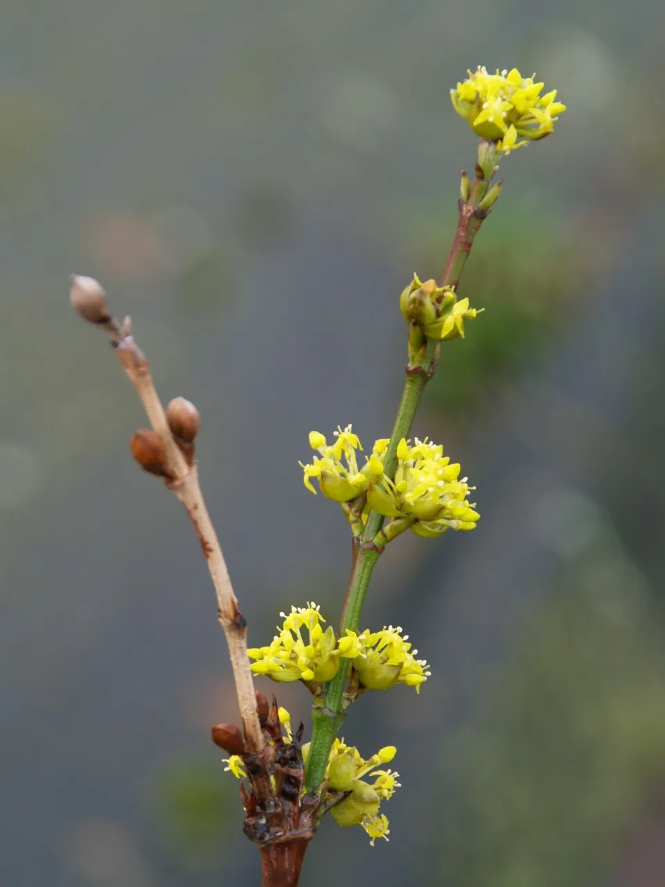 Cornus mas 'Schumener' Cornus mas 'Schumener'
