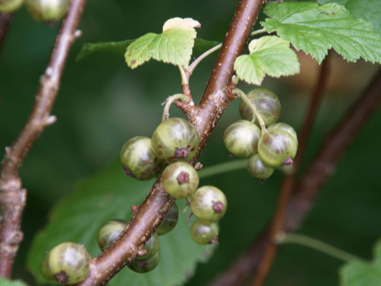 Ribes nigrum 'Ojeblanc' : C2 : 30-60