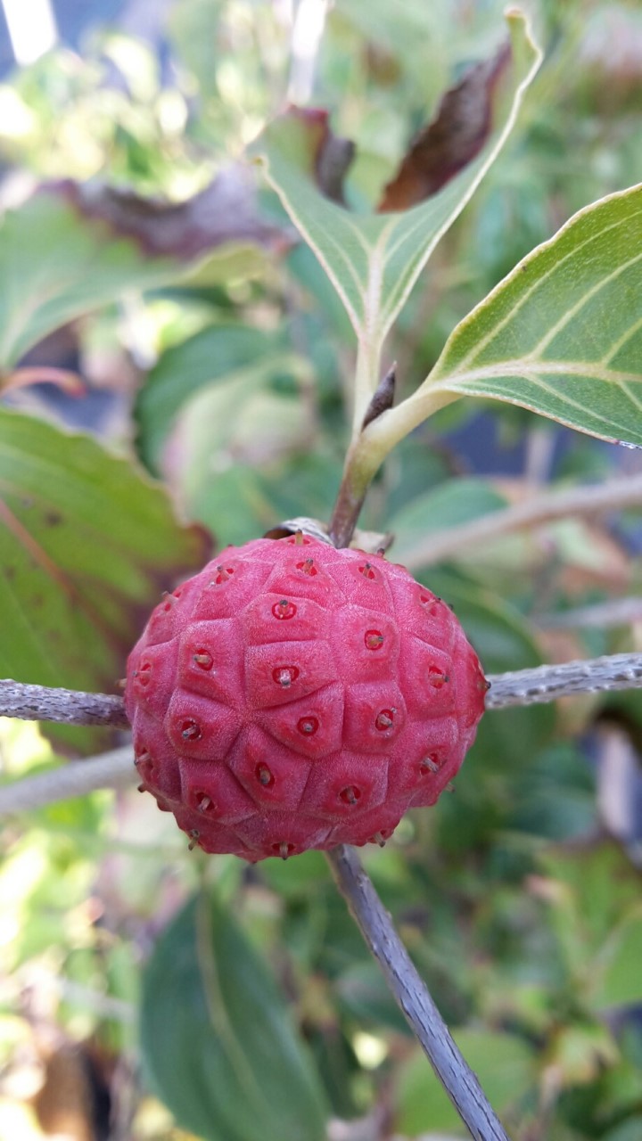 Cornus kousa 'Beni-fuji' : C2 : 30-60