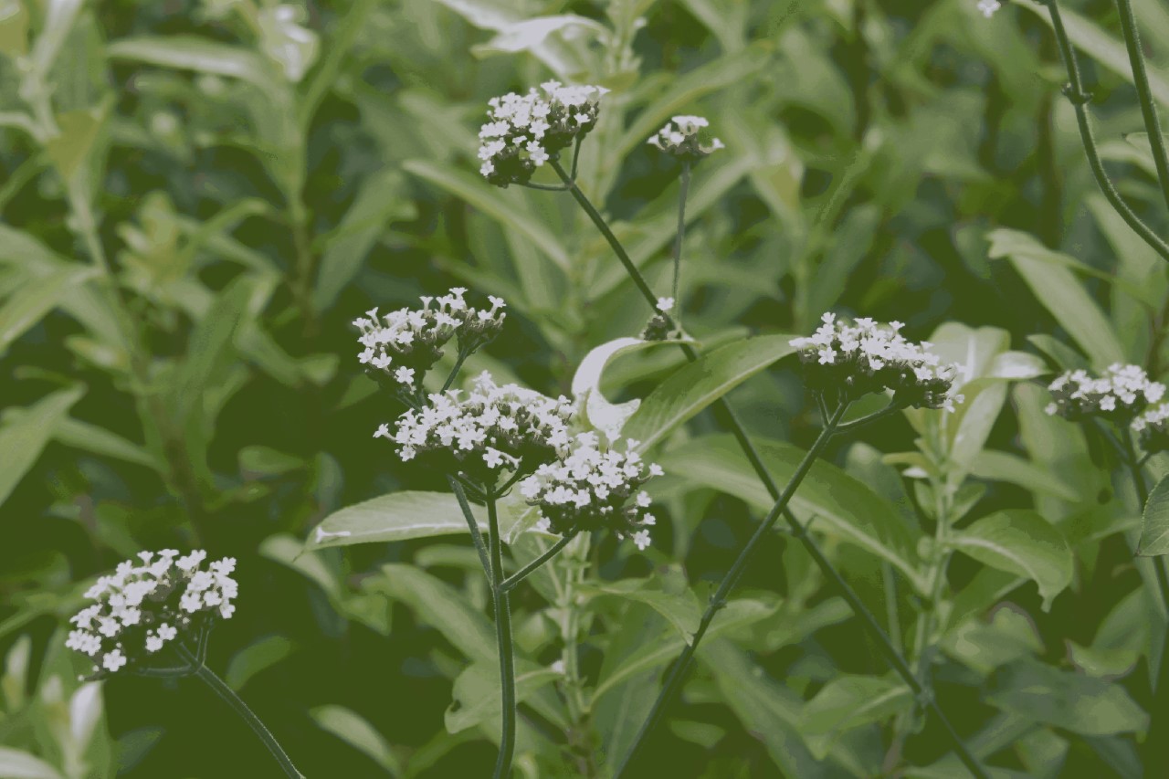 Verbena bonariensis Biologisch : P9
