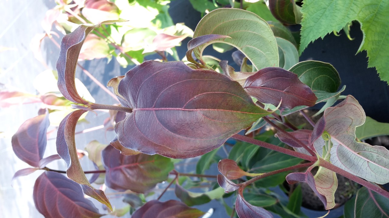 cornus-kousa-cappucino