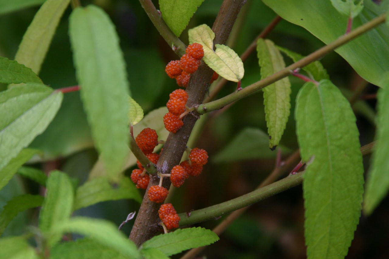 debregeasia-edulis-elite