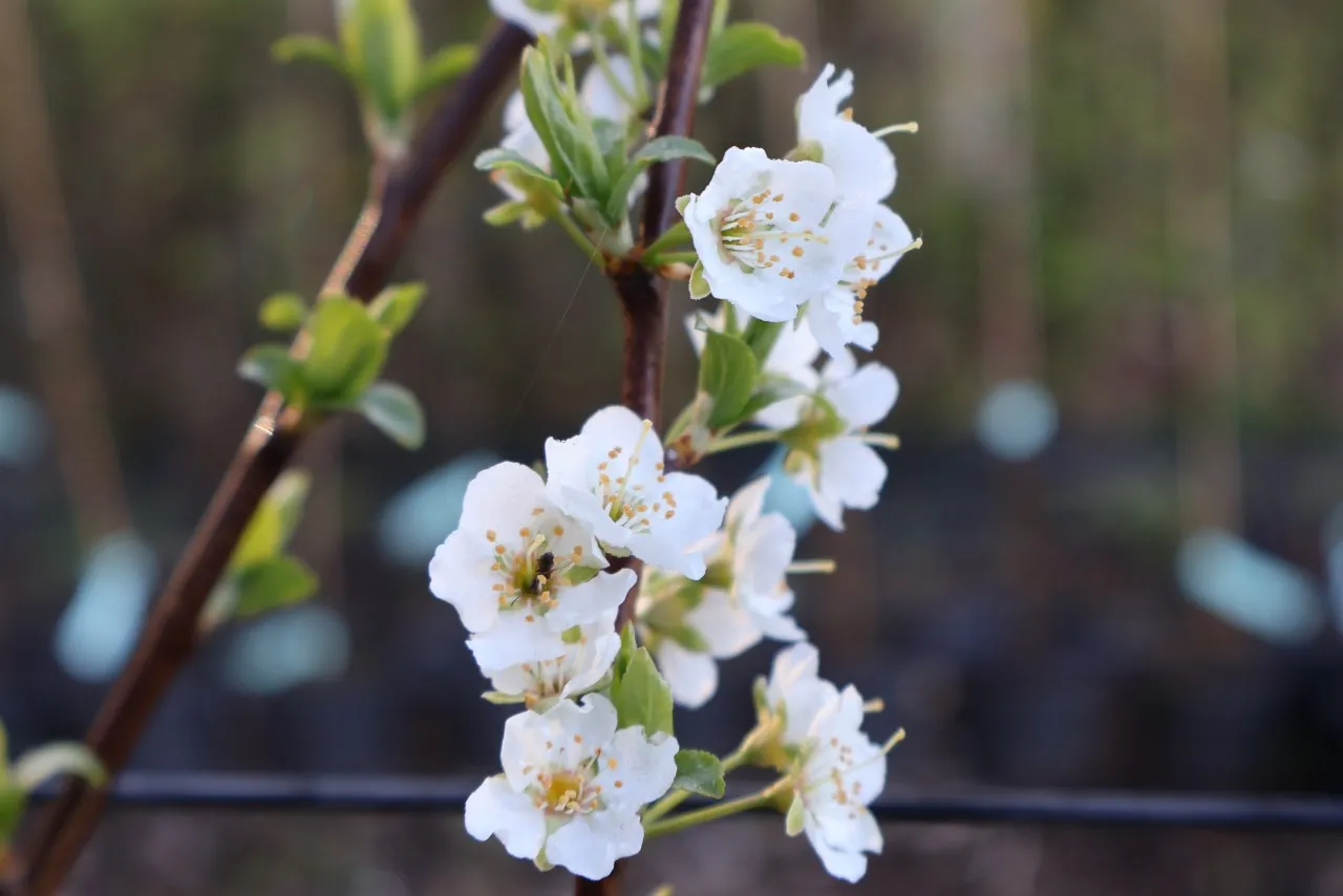 Prunus salicina 'Kometa' : C3 : 60-100 : onderstam Prunus domestica 'St Julien'