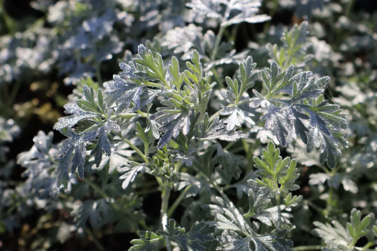 Artemisia absinthium 'Lambrook Silver' Artemisia absinthium 'Lambrook Silver'