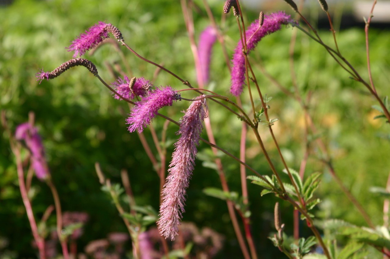sanguisorba-hakusanensis-lilac-squirrel