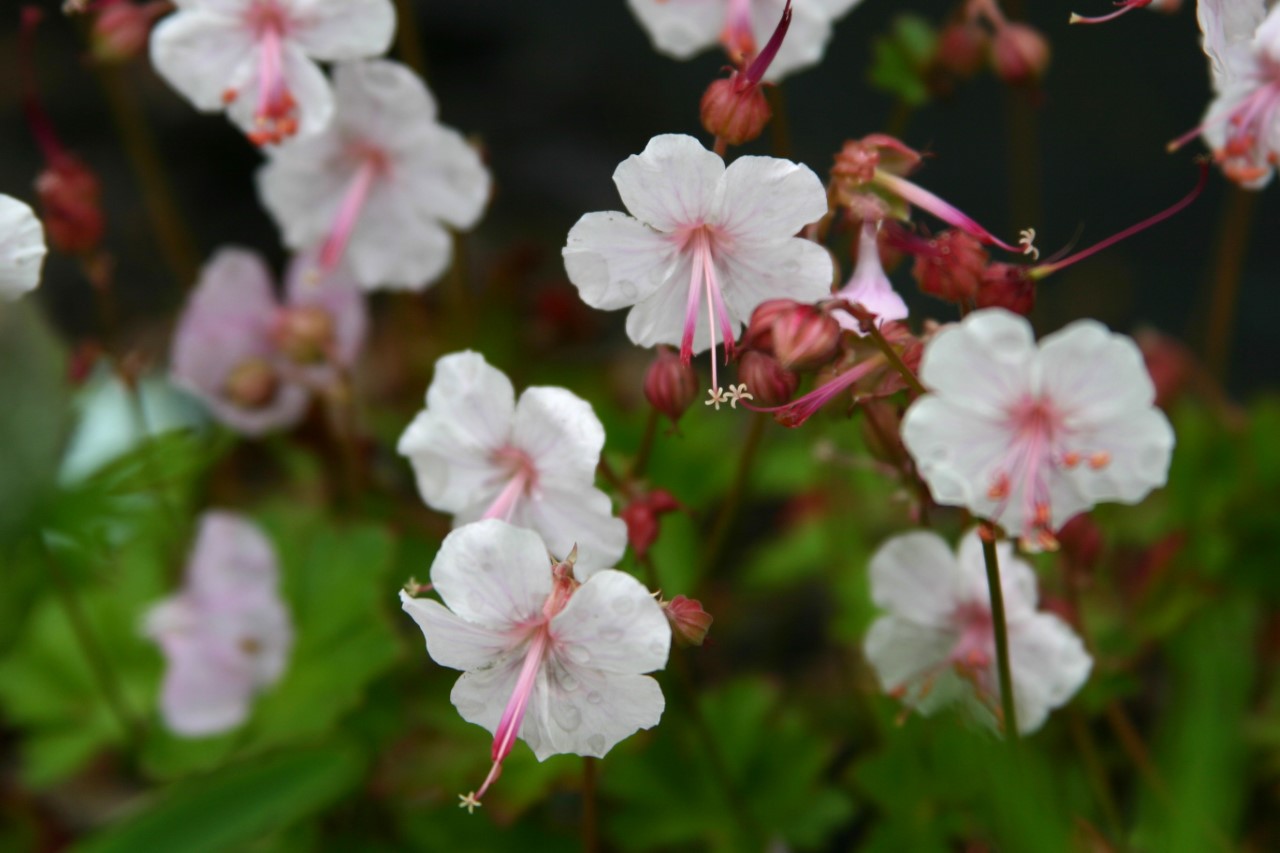 Geranium cantabrigiense 'Biokovo' : P9