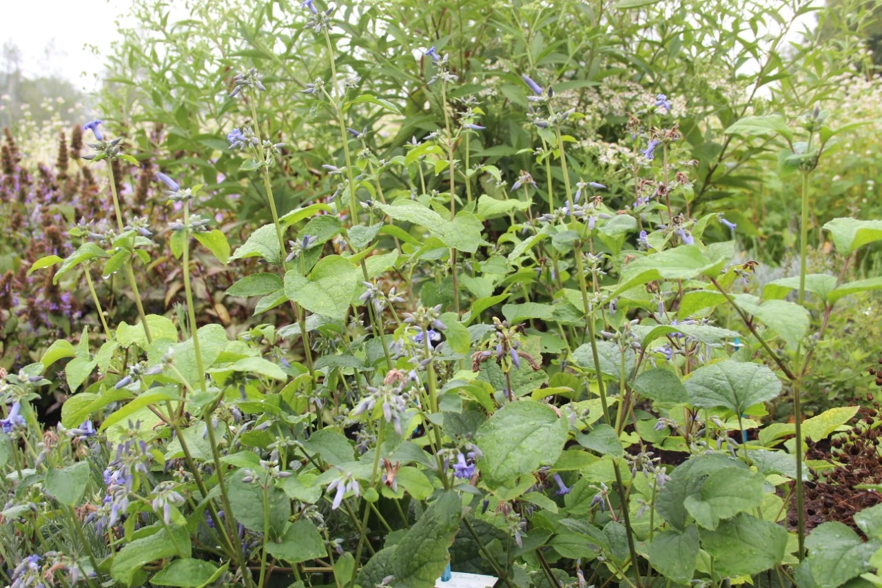 Clematis 'Côte d'Azur' : C2