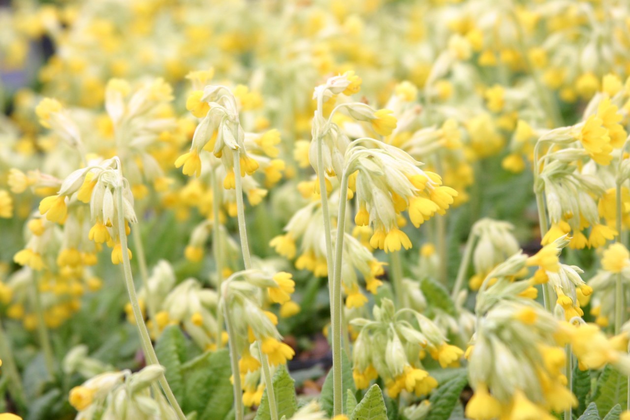 Primula veris Biologisch : P9