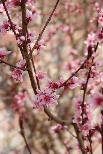 Prunus persica 'Amsden'