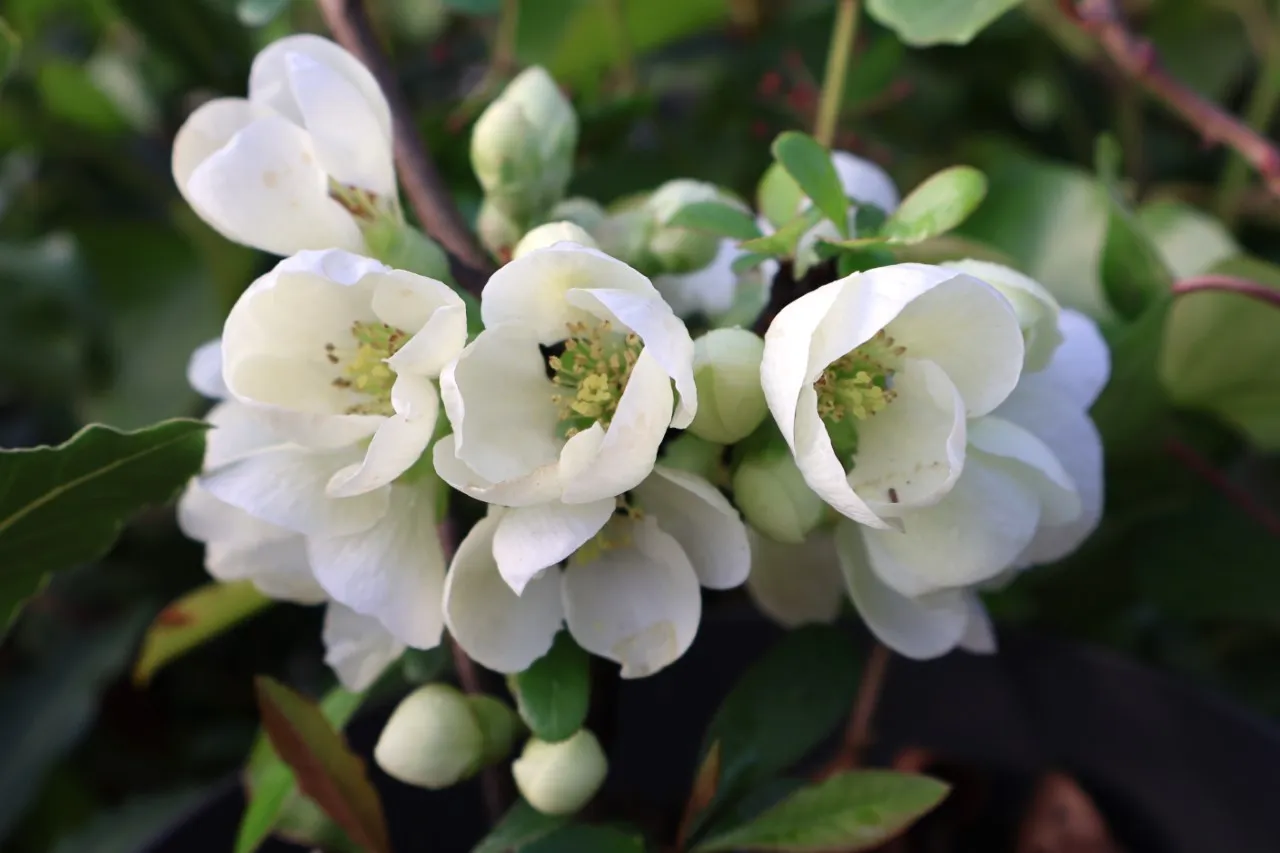 Chaenomeles x californica 'Northern Lemon'