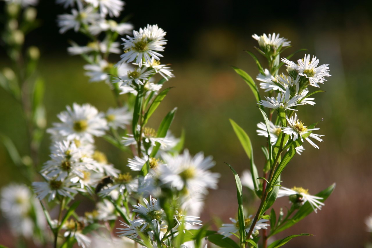 aster-novi-belgii-white-climax