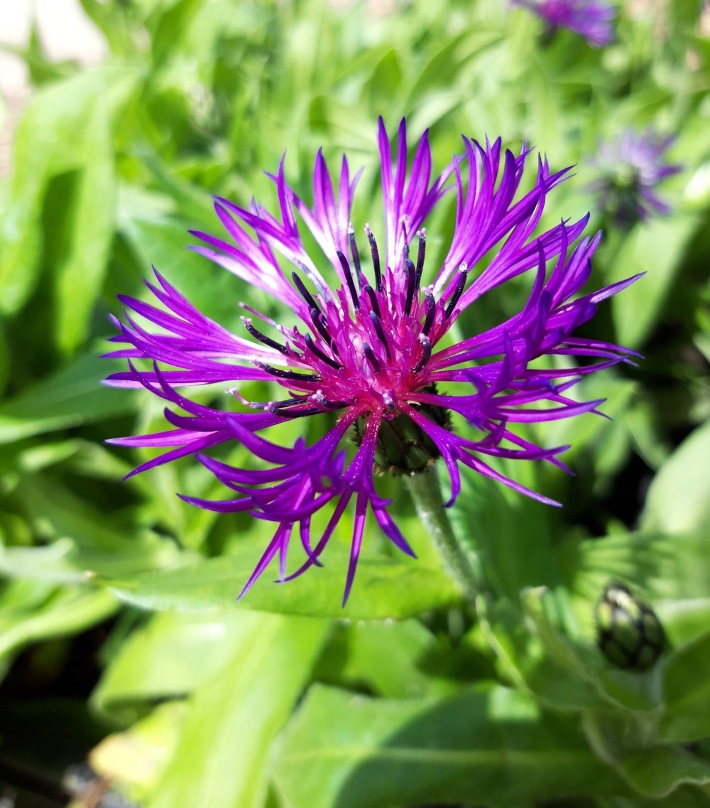 centaurea-montana-violetta