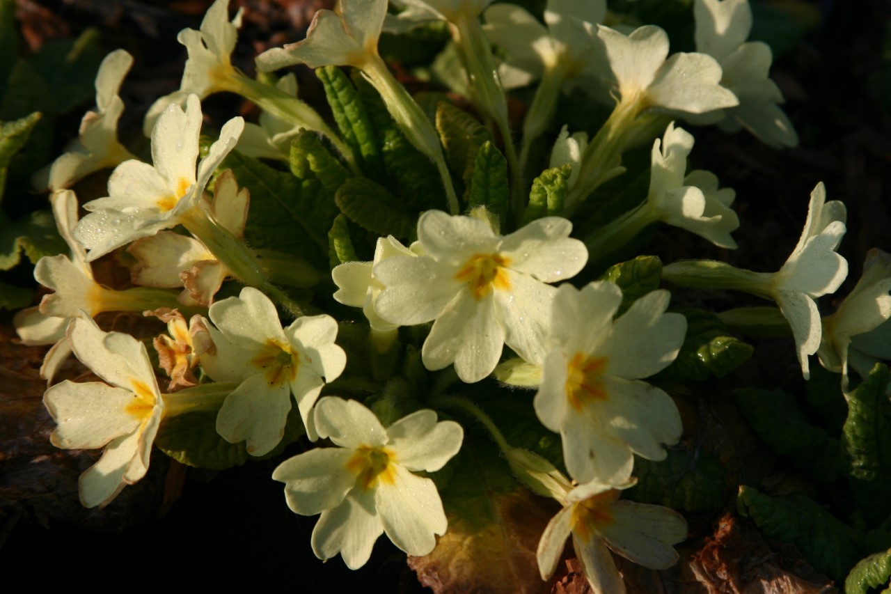primula-vulgaris