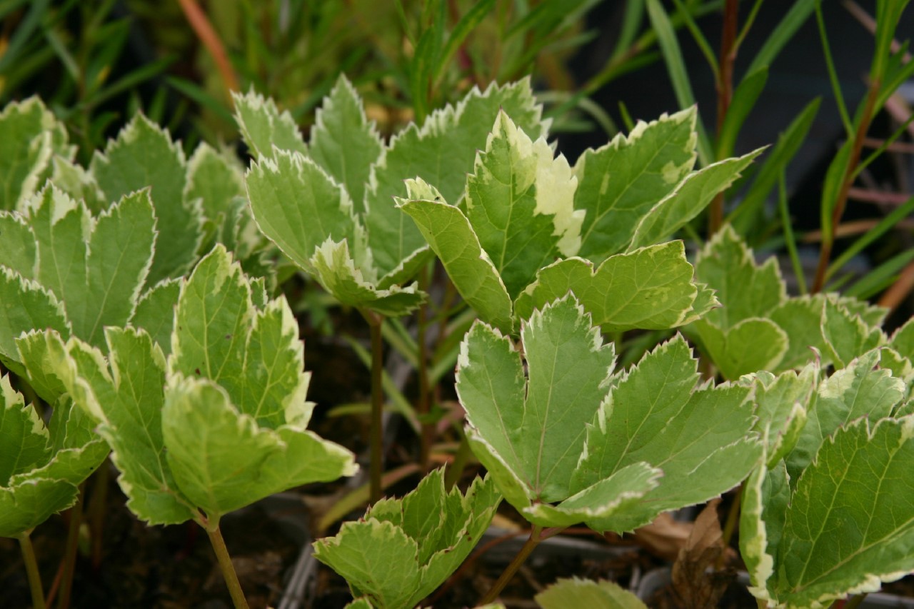 peucedanum-ostruthium