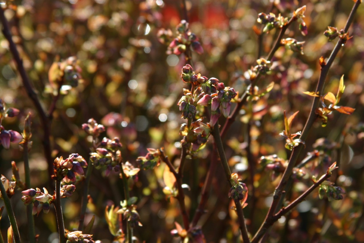 vaccinium-corymbosum-brigitta-blue