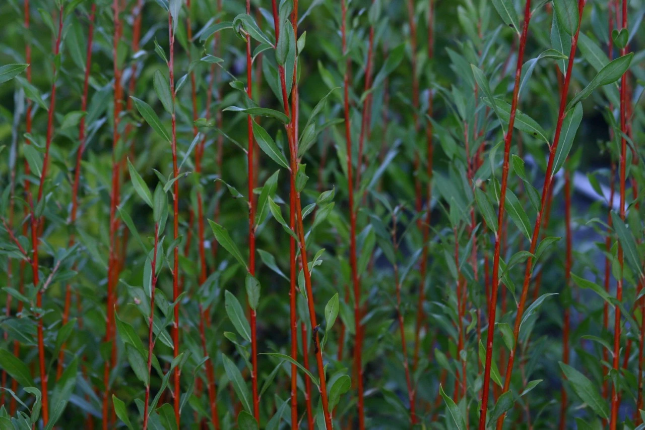 Salix alba 'Yelverton'