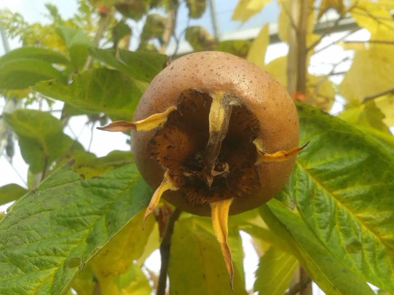 Mespilus germanica 'Russian Giant' : C3 : 30-60 : onderstam Crataegus monogyna
