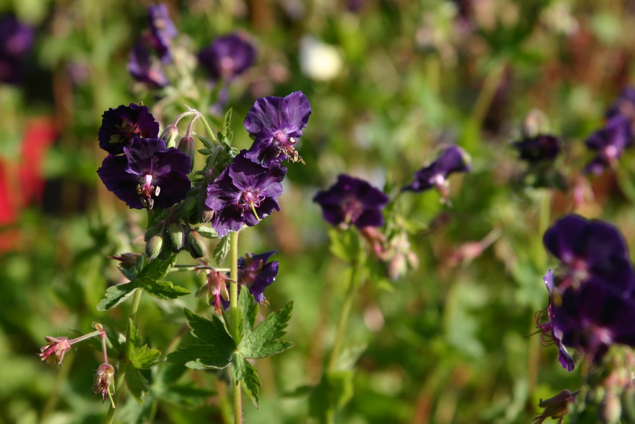geranium-phaeum-raven