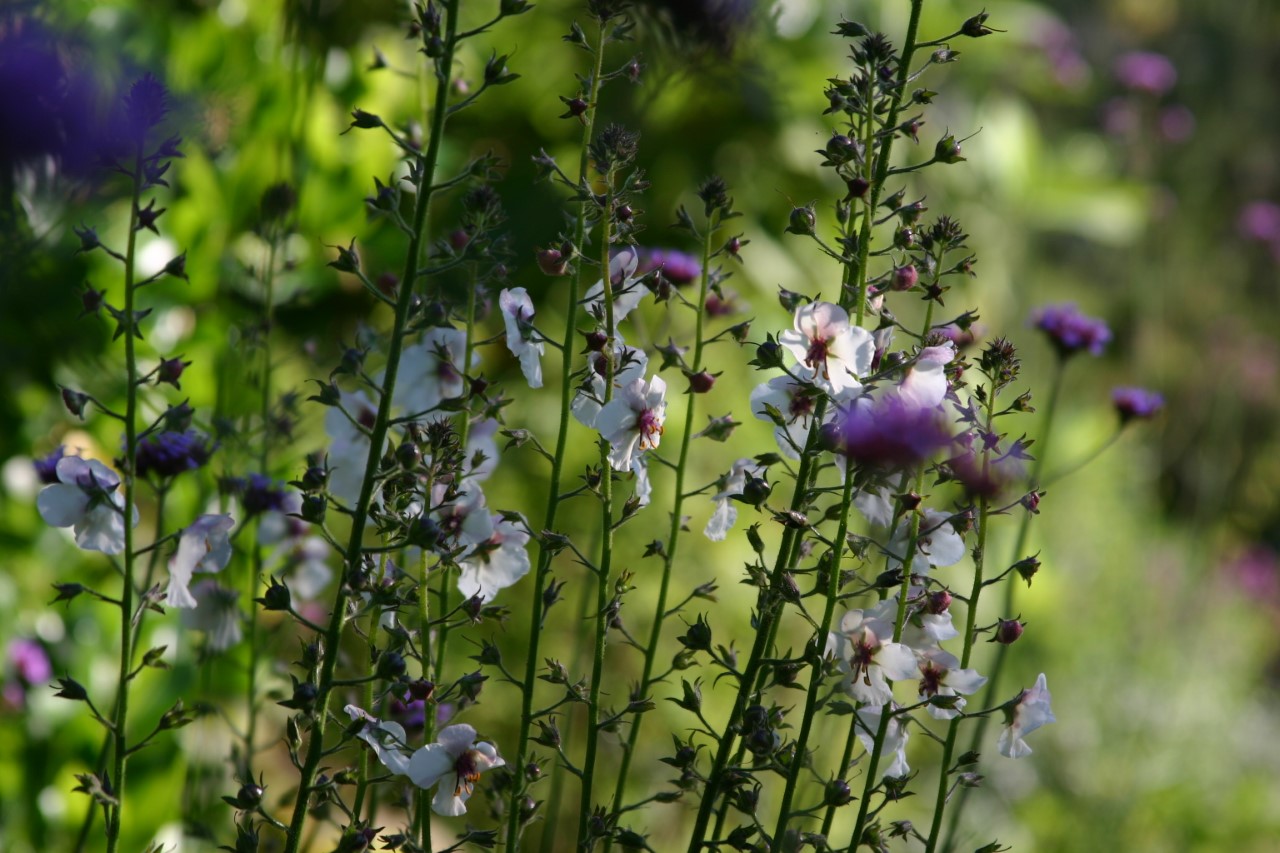 verbascum-chaixii-album