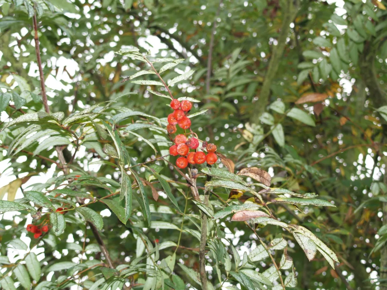 Sorbus aucuparia var. edulis