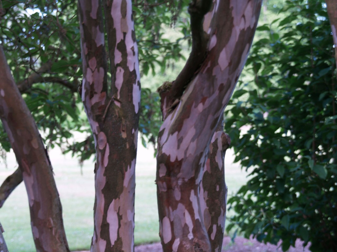 Clethra barbinervis : C2 : 30-60