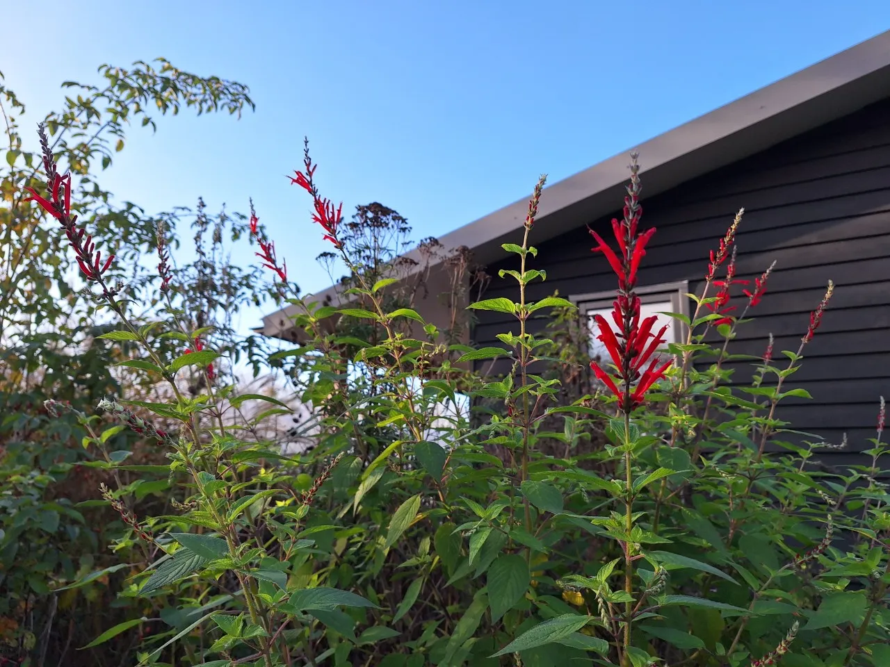 Salvia elegans : P9