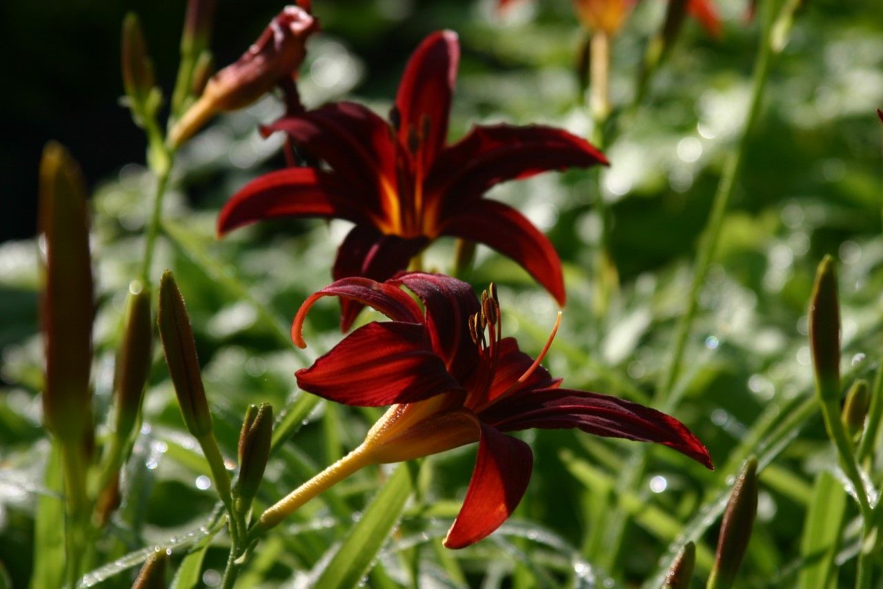 hemerocallis-crimson-pirate