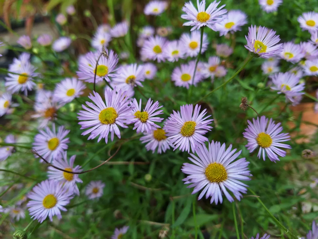 Erigeron karvinskianus 'Lavender Lady'