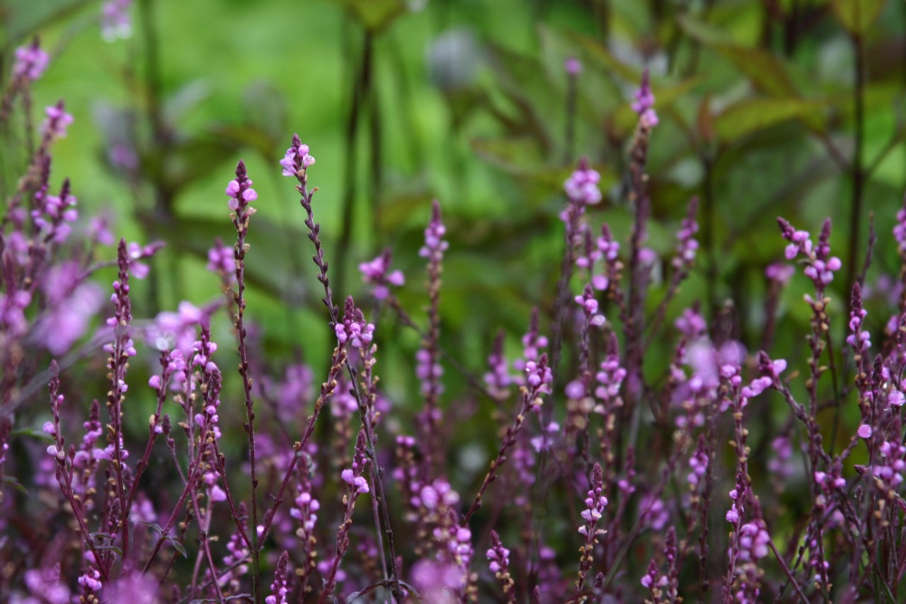 Verbena officinalis 'Bampton' : P9