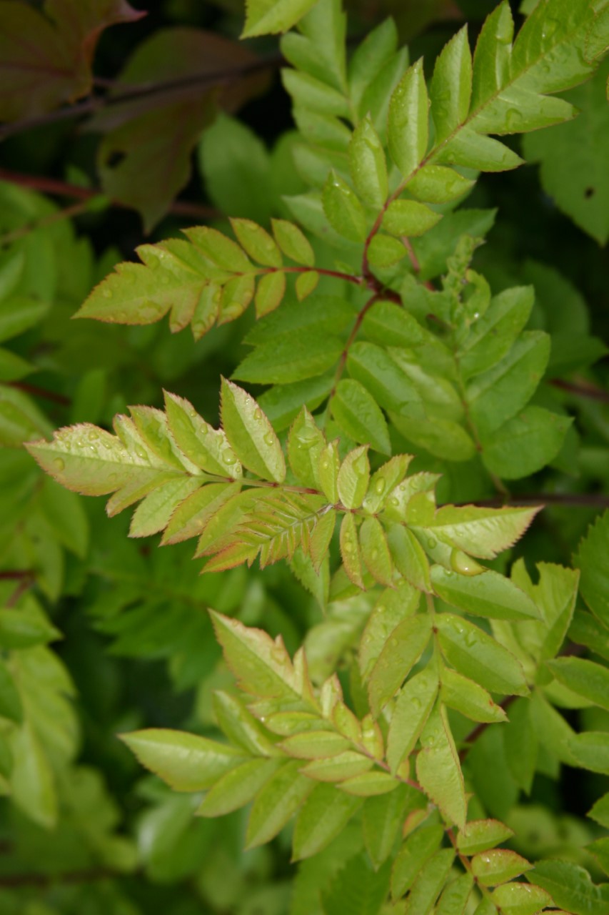 sorbus-krasnaja