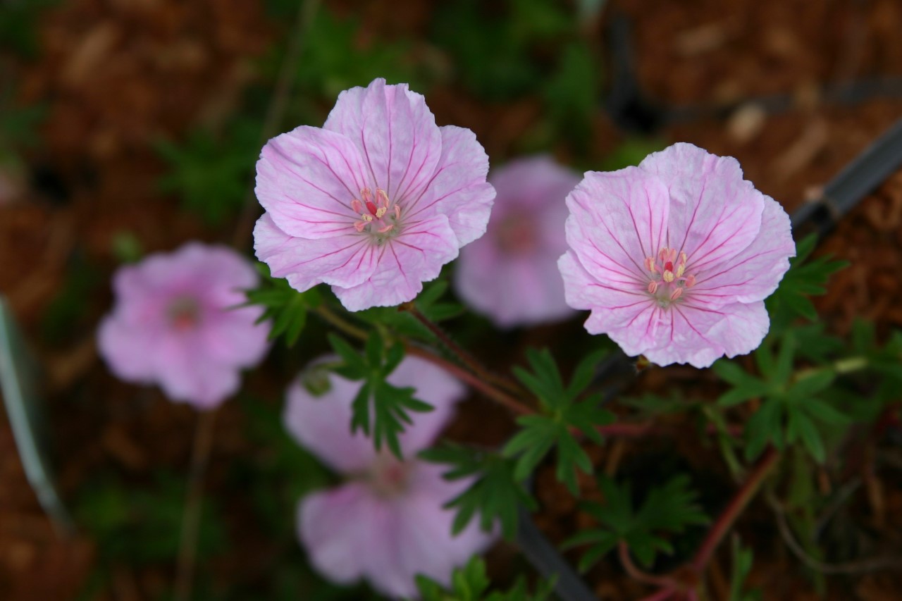 geranium-sanguineum-striatum