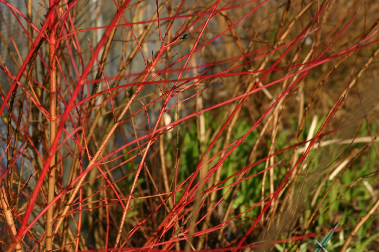 Cornus sanguinea 'Anny's Winter Orange' : C2 : 30-60