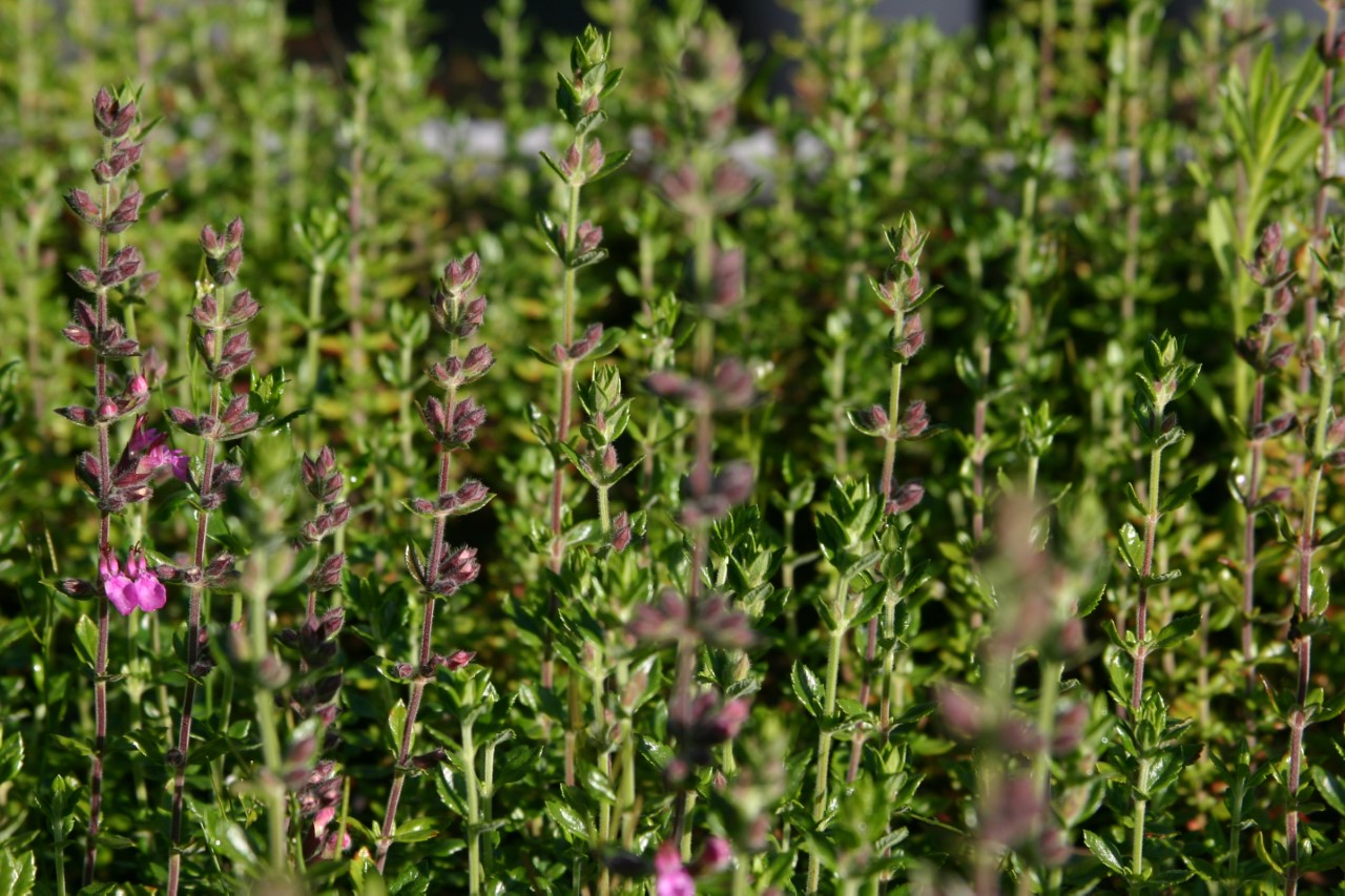 teucrium-lucidrys