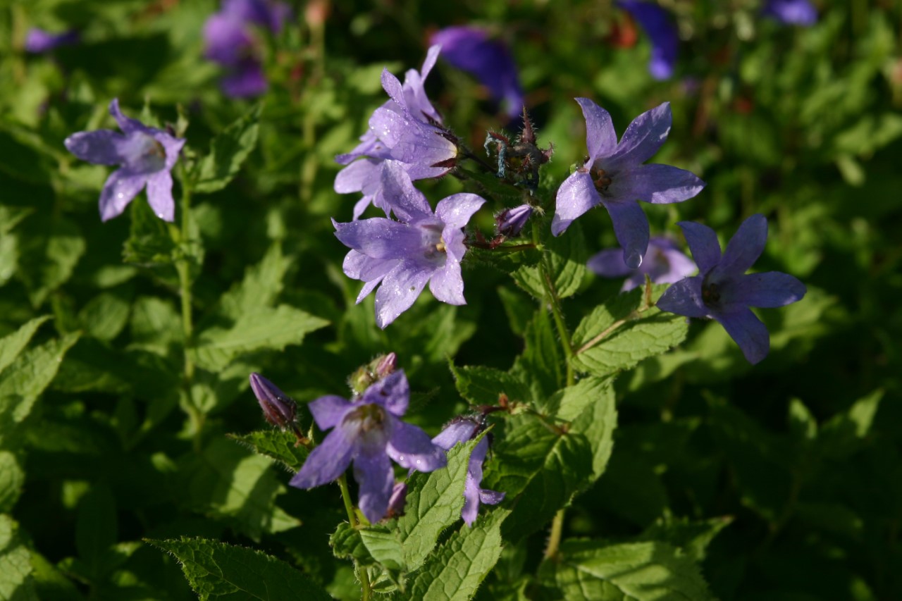 Campanula lactiflora 'Prichard's Variety' : P9
