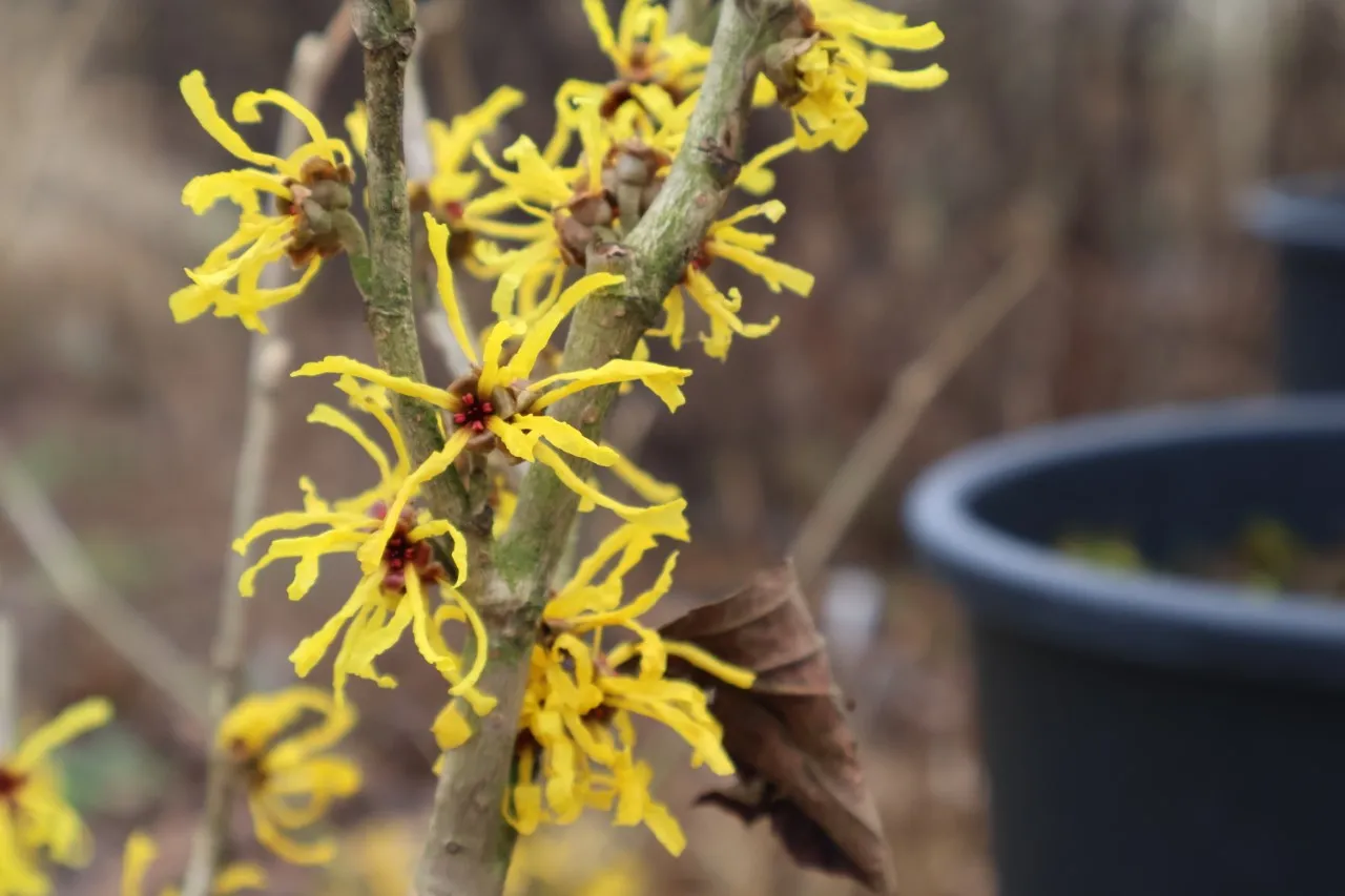 Hamamelis x intermedia 'Evi' : C3 : 60-100