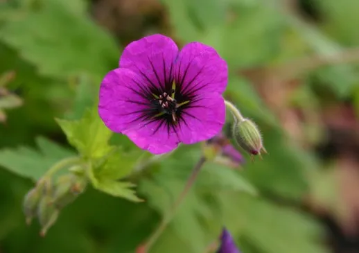 Geranium 'Anne Thomson'