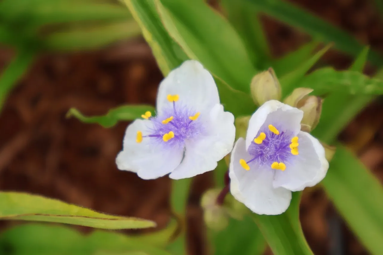 Tradescantia 'Osprey' : P9