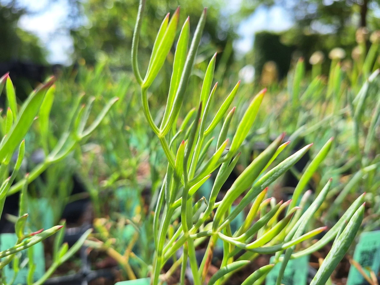 Crithmum maritimum : P9
