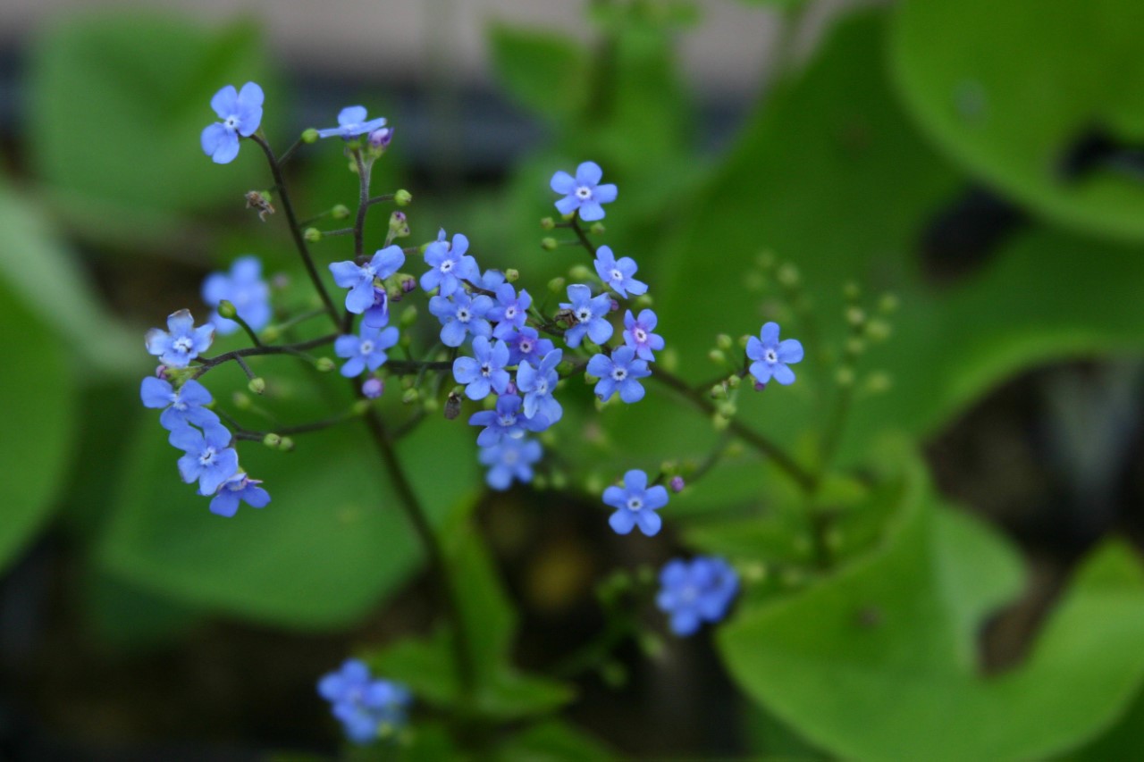 brunnera-sibirica