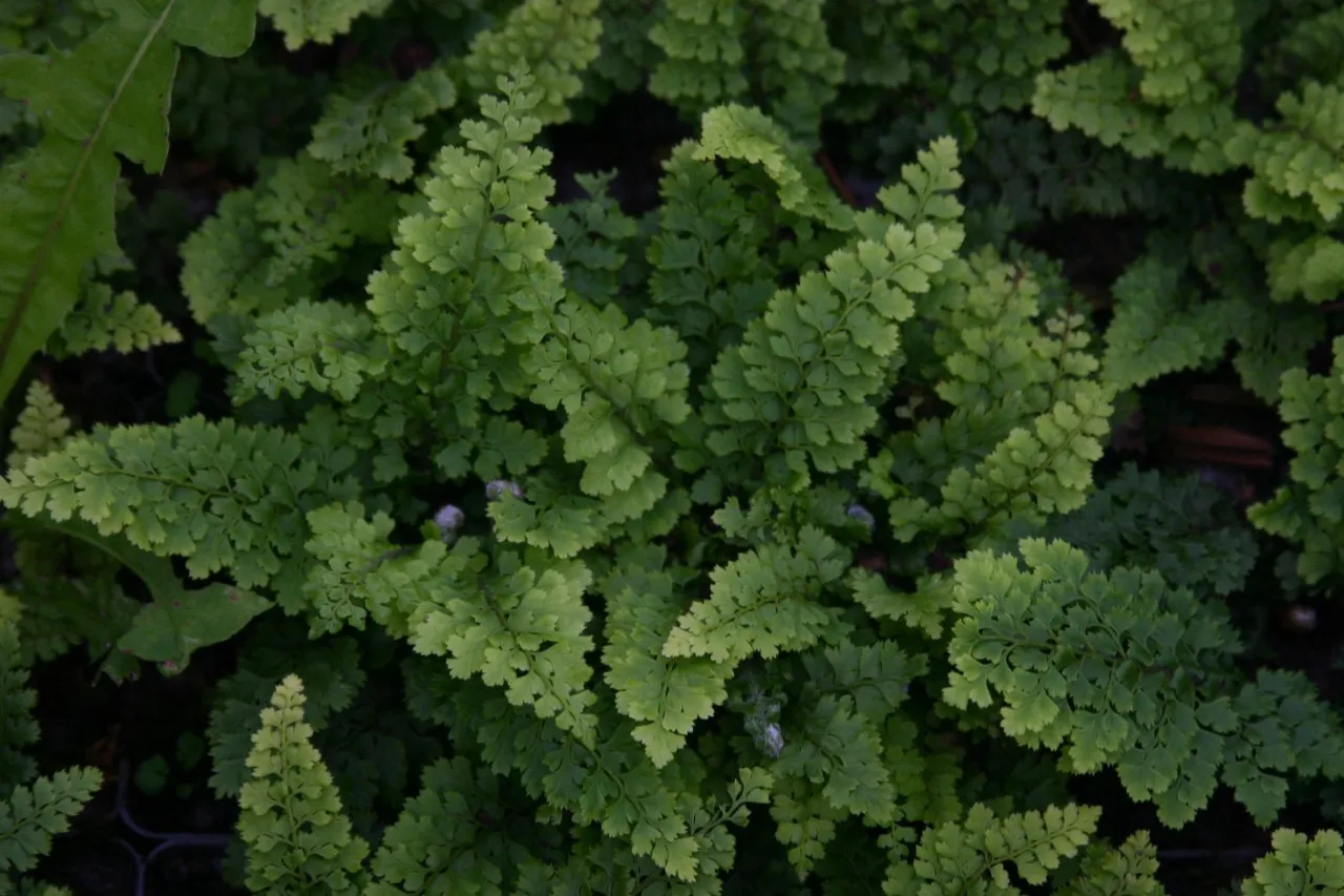 Polystichum setiferum 'Nantes'