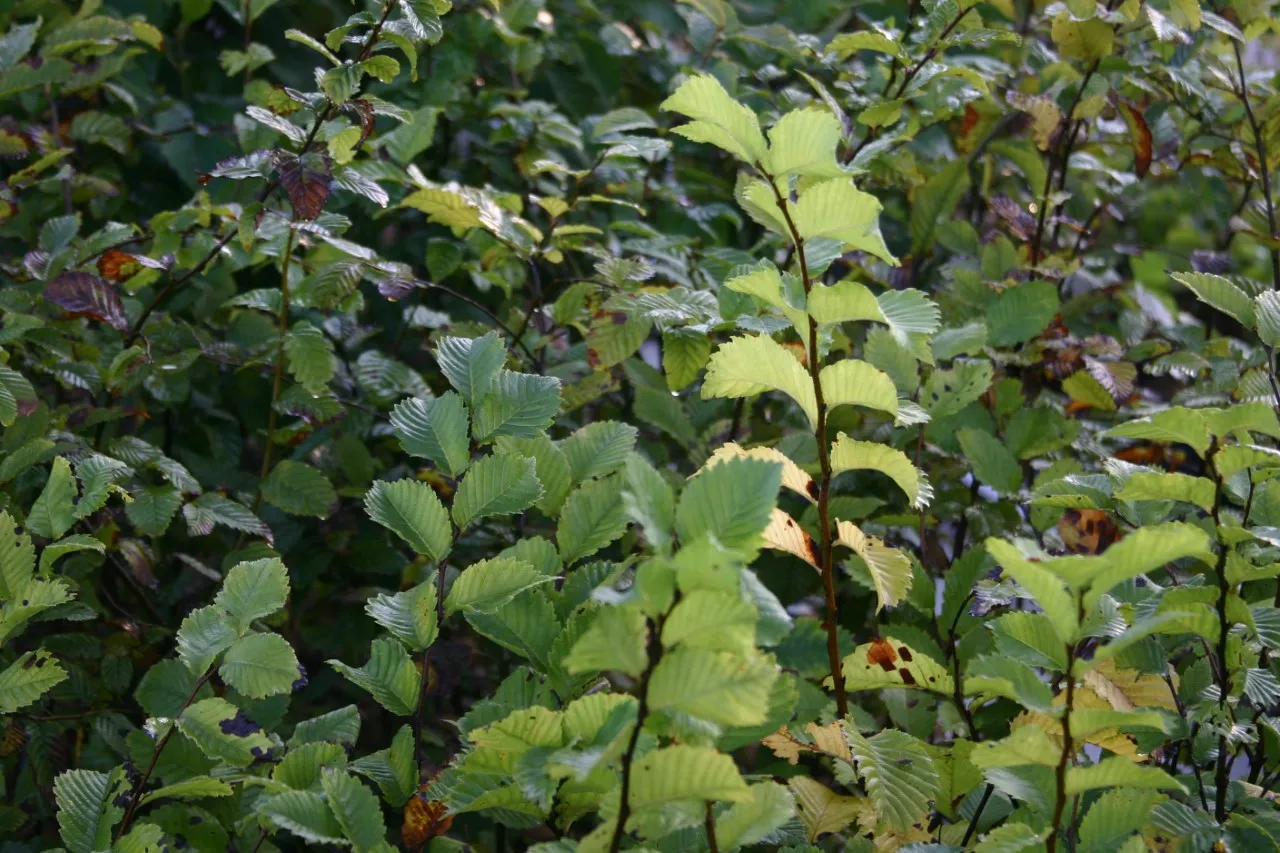 Ulmus laevis autochtoon