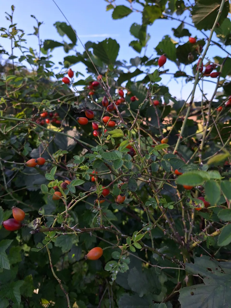 Heggen en hagen: wat is het verschil en waarom willen we ze aanplanten?