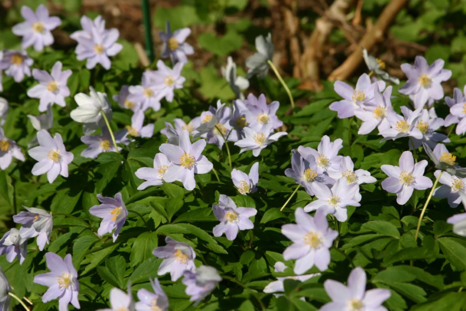 Anemone nemerosa 'Allenii'