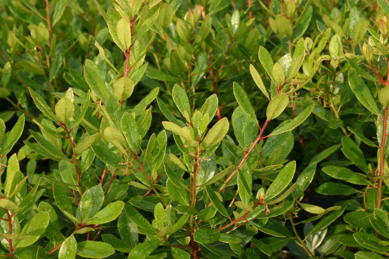 Arbutus unedo 'Cobra' Arbutus unedo 'Cobra'